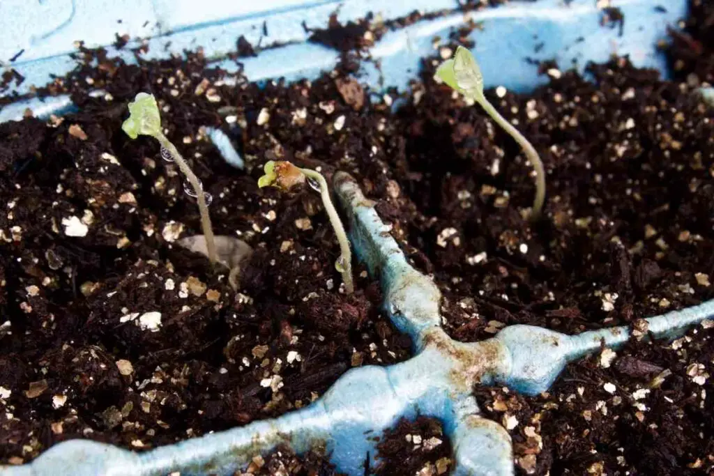 Egg carton for growing tomatoes