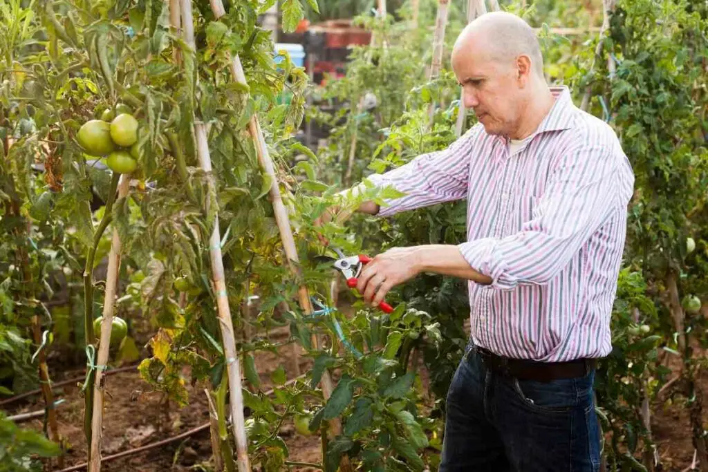 Fresh tomatoes cuttings tips