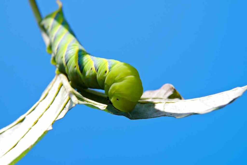 Fruitworms can eat tomato