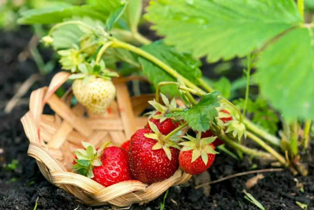 Vinegar against strawberry bugs