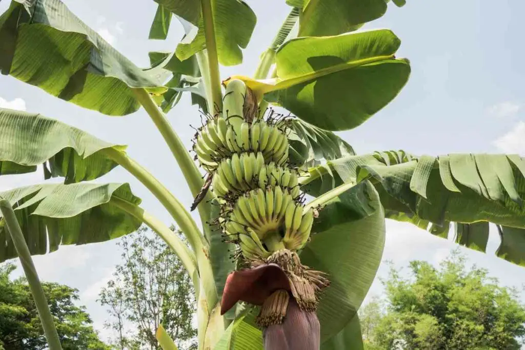 eventing Nigrospora Fungus bananas