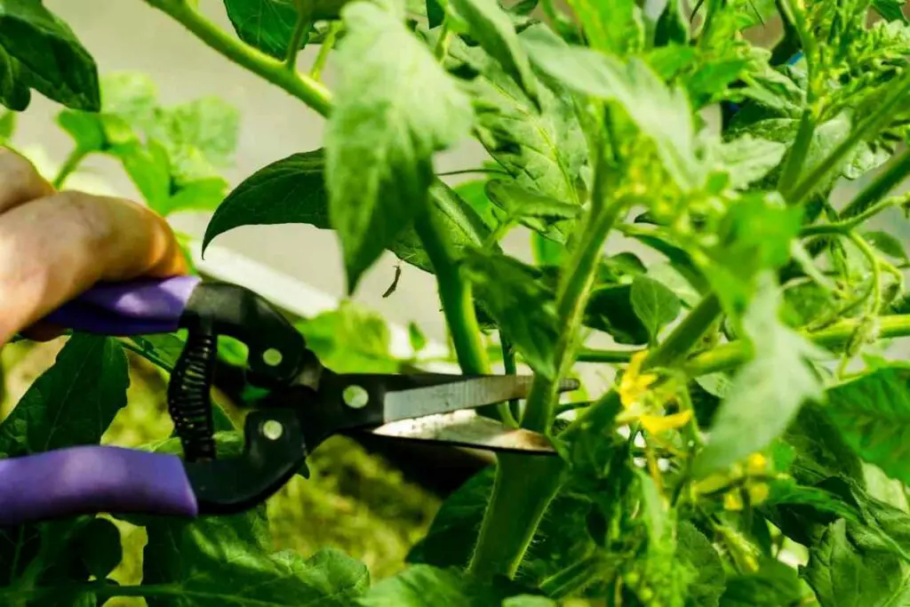 Tomato plants from cuttings