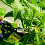 Tomato plants from cuttings