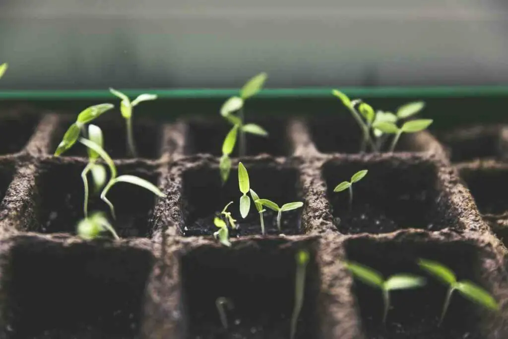 Veggies from seeds