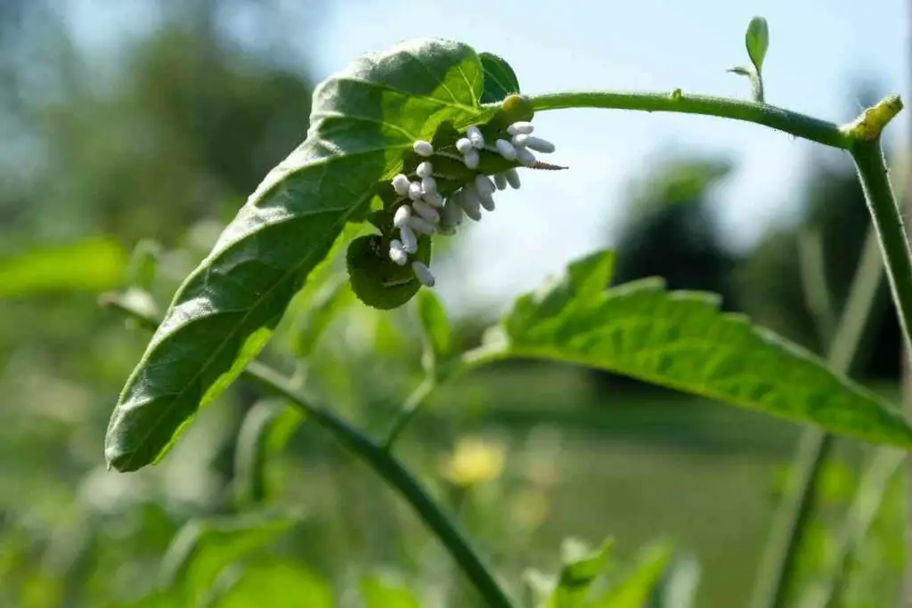 Habits tomato hornworm facts