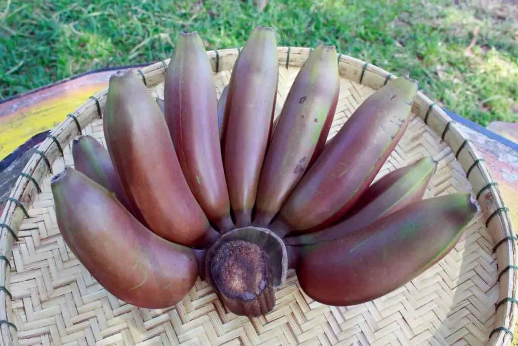 Healthy red bananas fruit