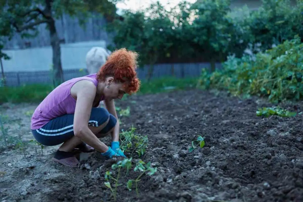 DIY Overwinter tomato plants without a greenhouse