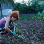 DIY Overwinter tomato plants without a greenhouse