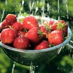 Get rid of strawberry bugs advice