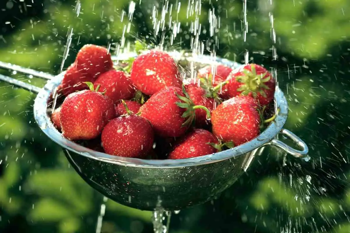 How To Get Rid of Strawberry Bugs?