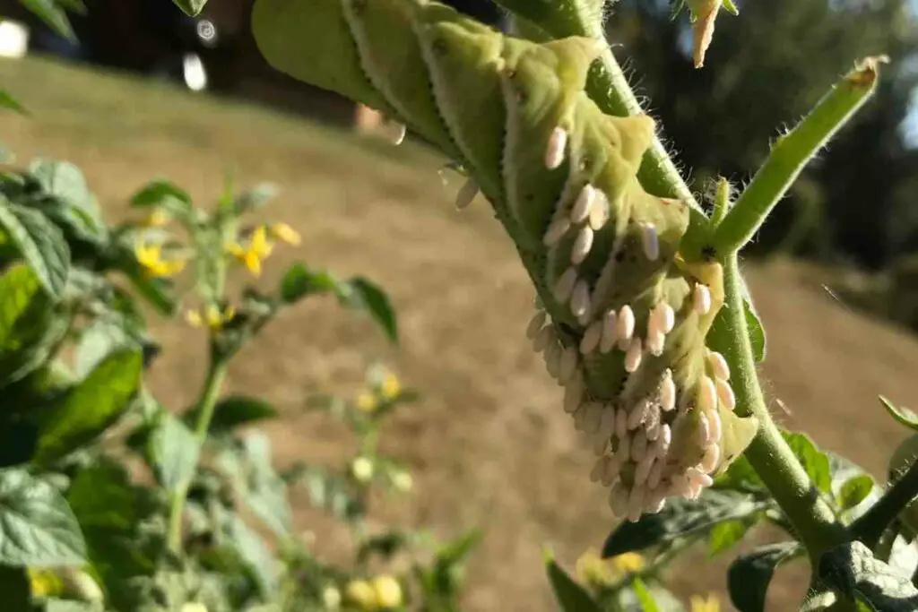 Getting rid of tomato hornworms