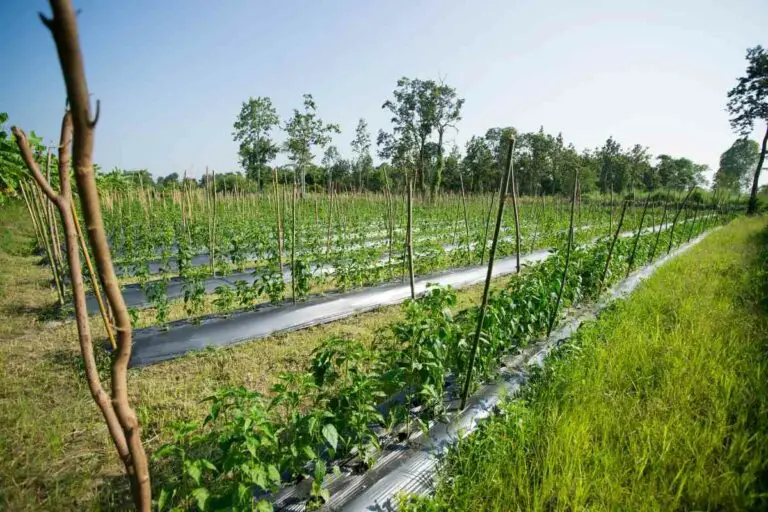 How Do Vegetables Reproduce how-do-vegetables-reproduce
