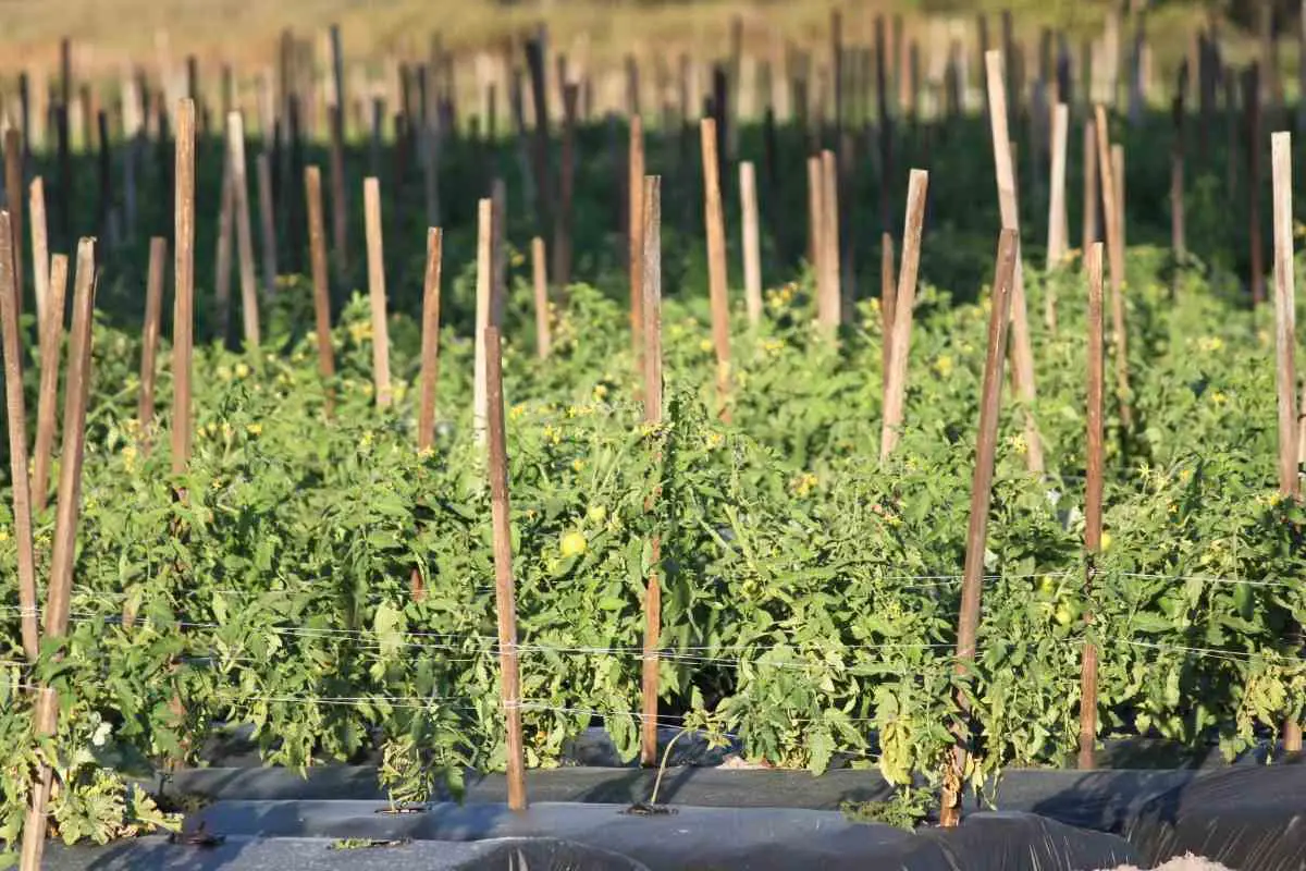 Do Tomato Plants Grow Back Every Year?