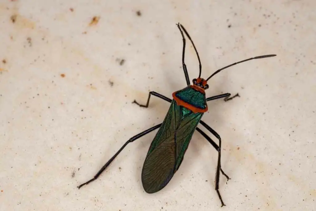 Leaf-footed bugs tomato pest