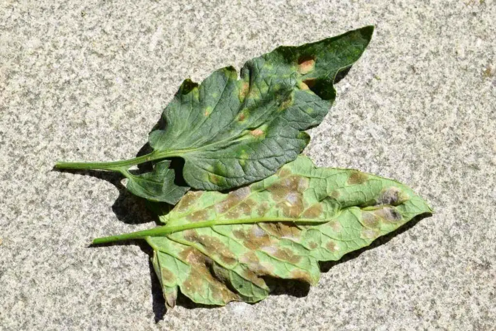 Leaf mold