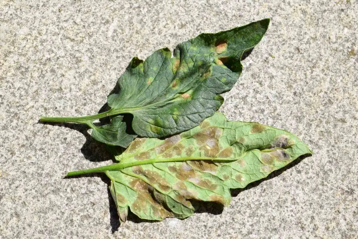 Tomato Leaf Diseases Complete Guide (How to Prevent, Identify and Treat)