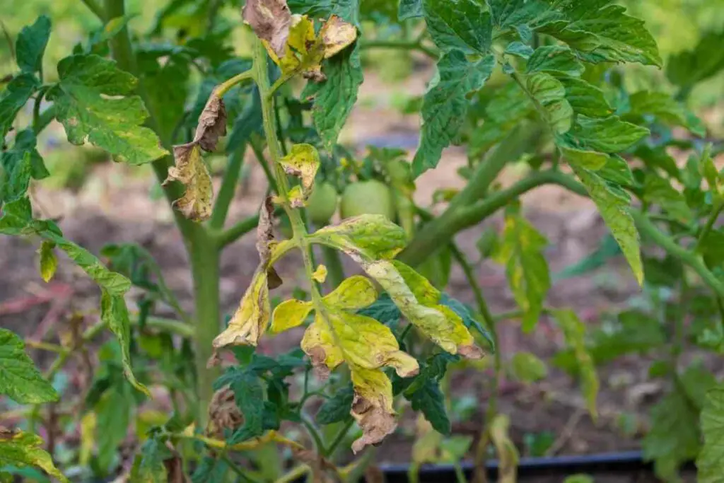 Tomato nutrient deficiency fix