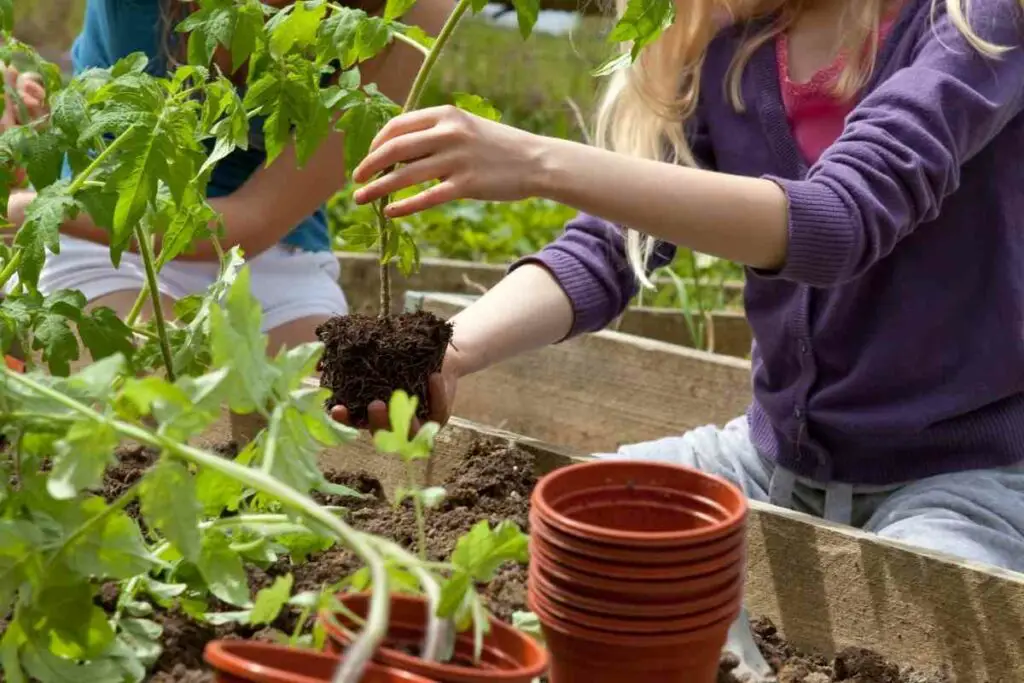 Overwintering tomato plants step by step guide