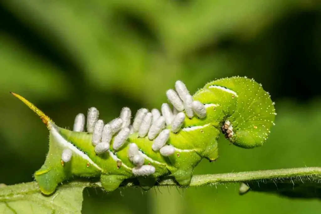 Pesticides work against tomato hornworm