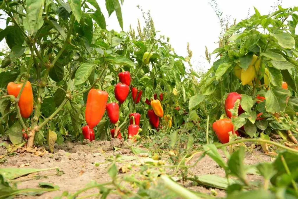 Pollinate peppers to get seeds in the garden