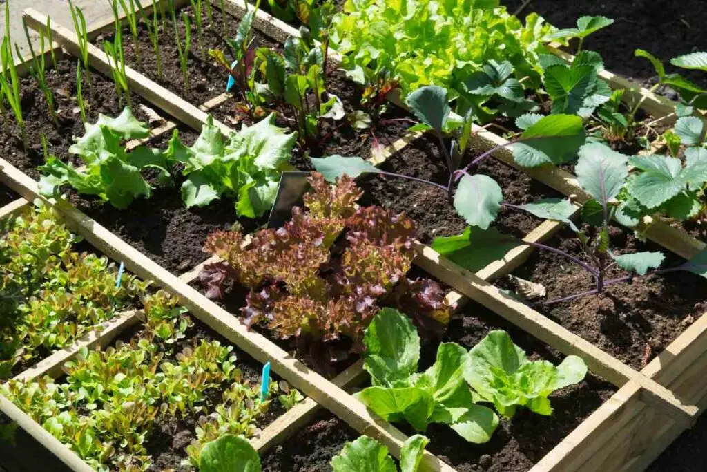 Vegetable plants pollination