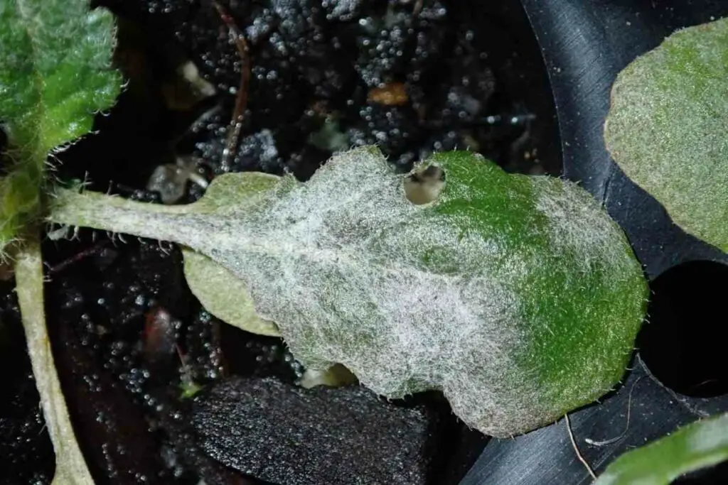 Powdery mildew disease