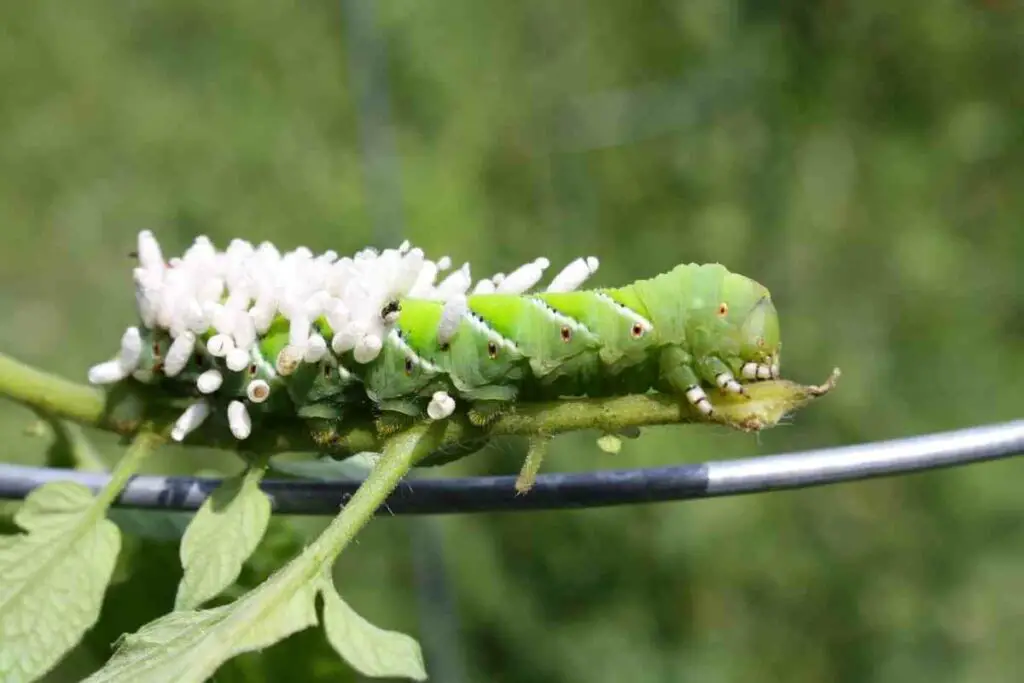 Problems with tomato hornworm in garden