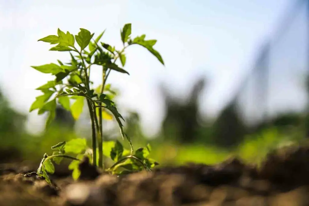 Young tomato plant in the garden