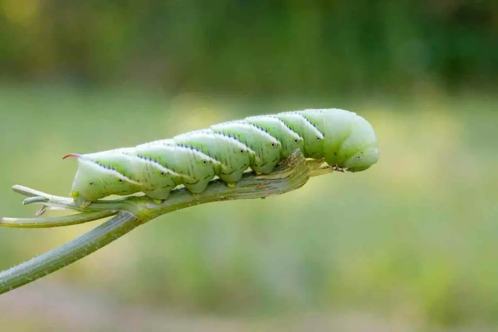 Garden tomato hornworms pests