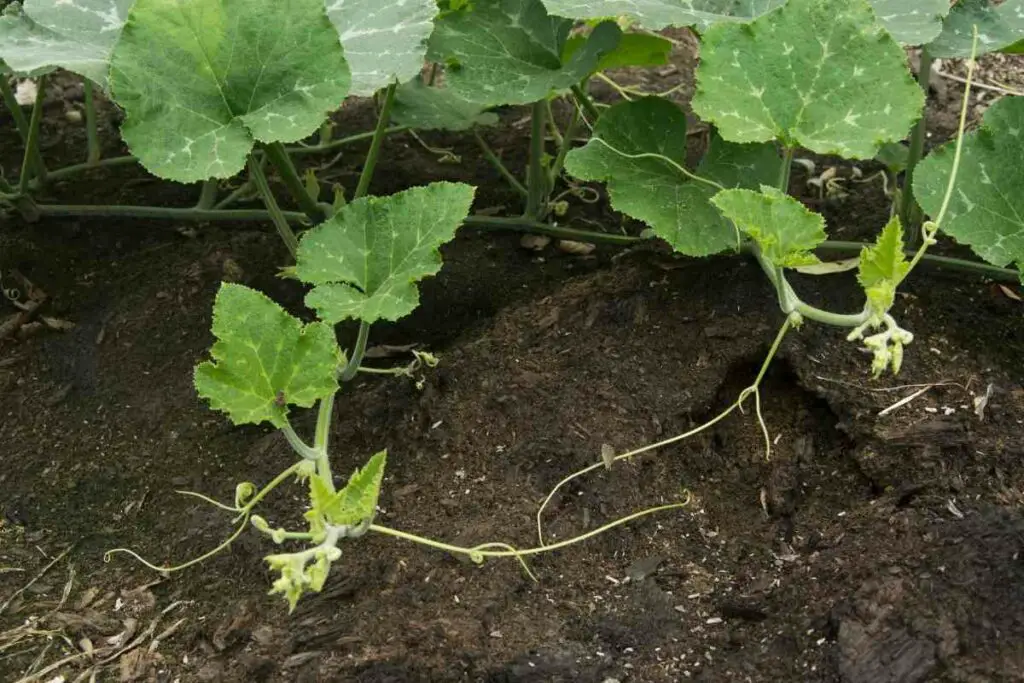 Pumpkin cuttings