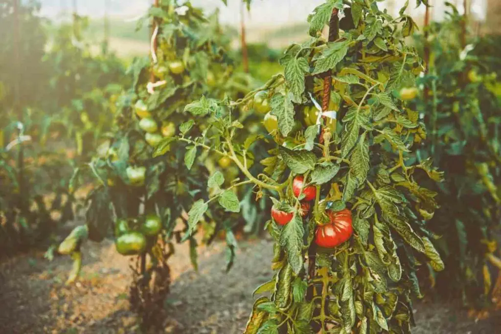 Tomato leaves turning yellow main reasons