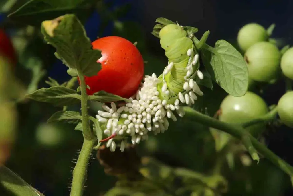 Tomato hornworms