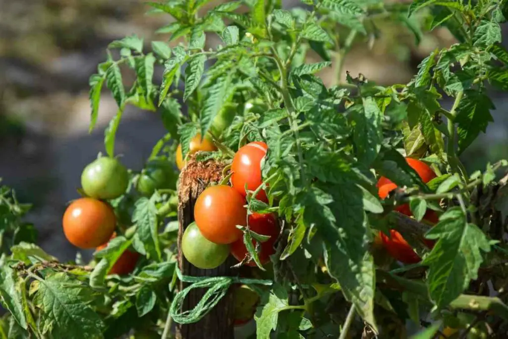 Reverse yellowing tomato leaves steps