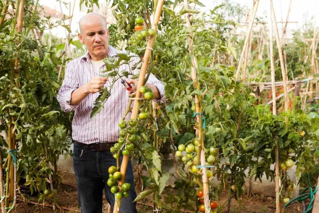 Rooting tomato cuttings in water after cutting