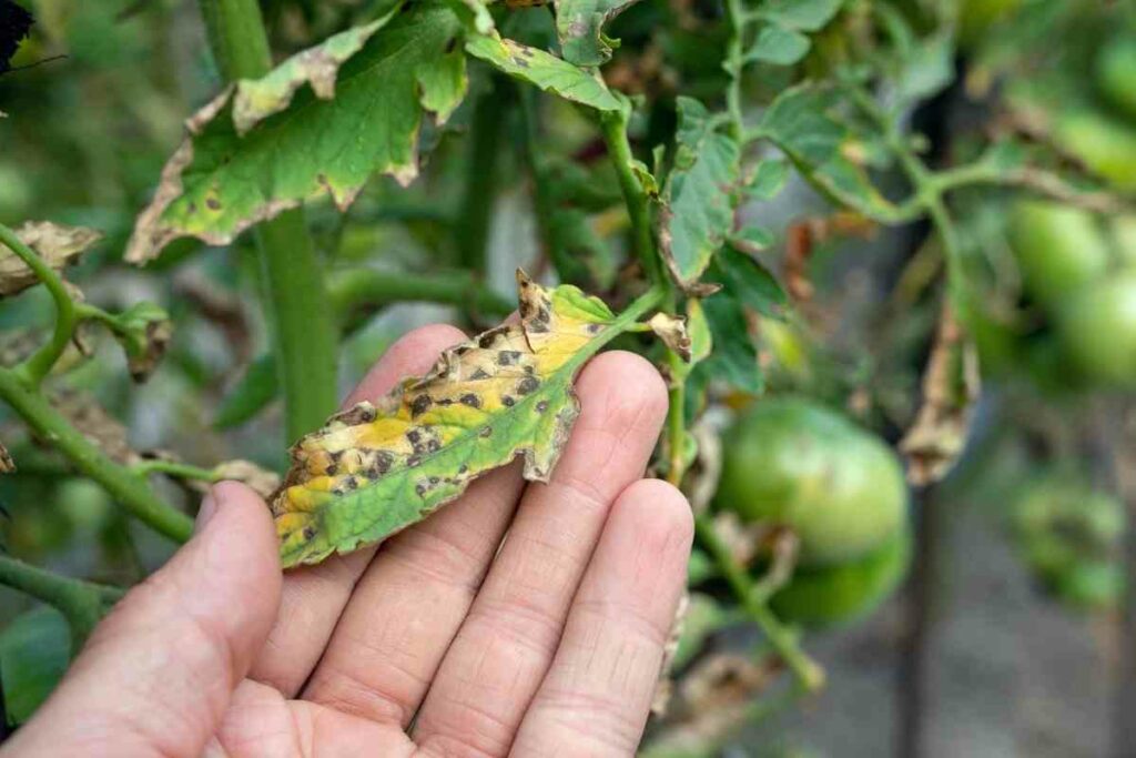 Septoria leaf spot tomato