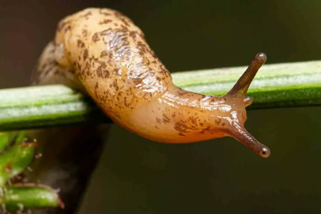 Slugs in the garden