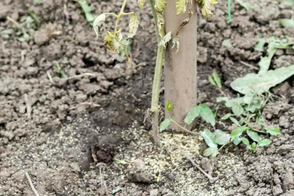 Southern blight tomato