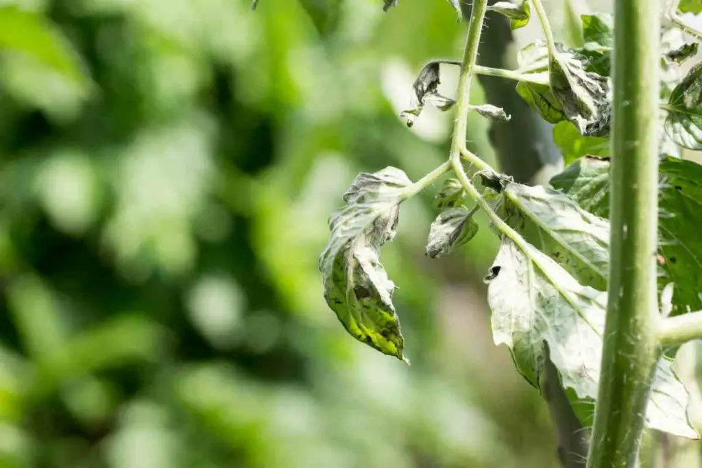 Spotted wilt virus tomato facts