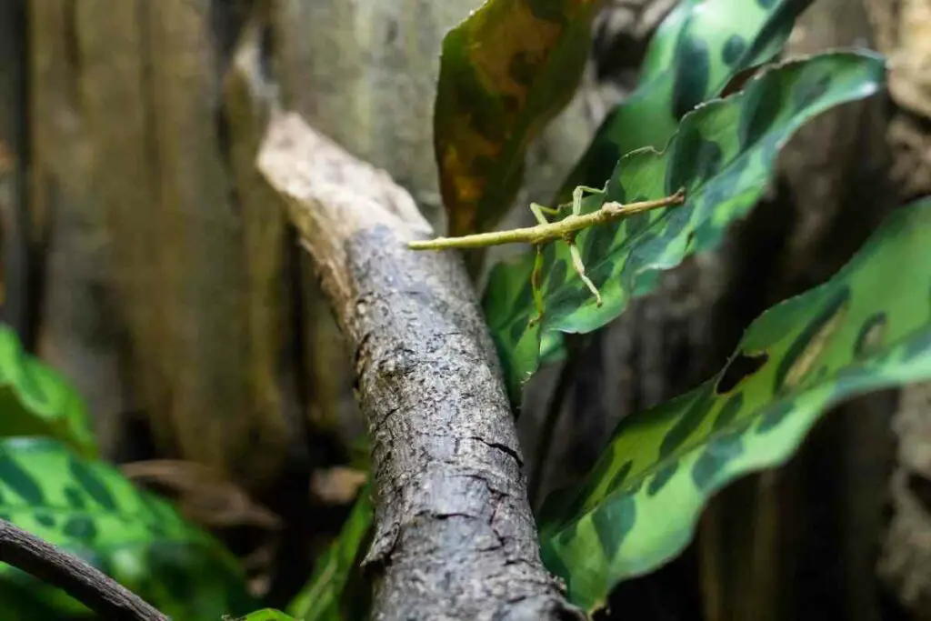 Stick bug eat leaves in the forest