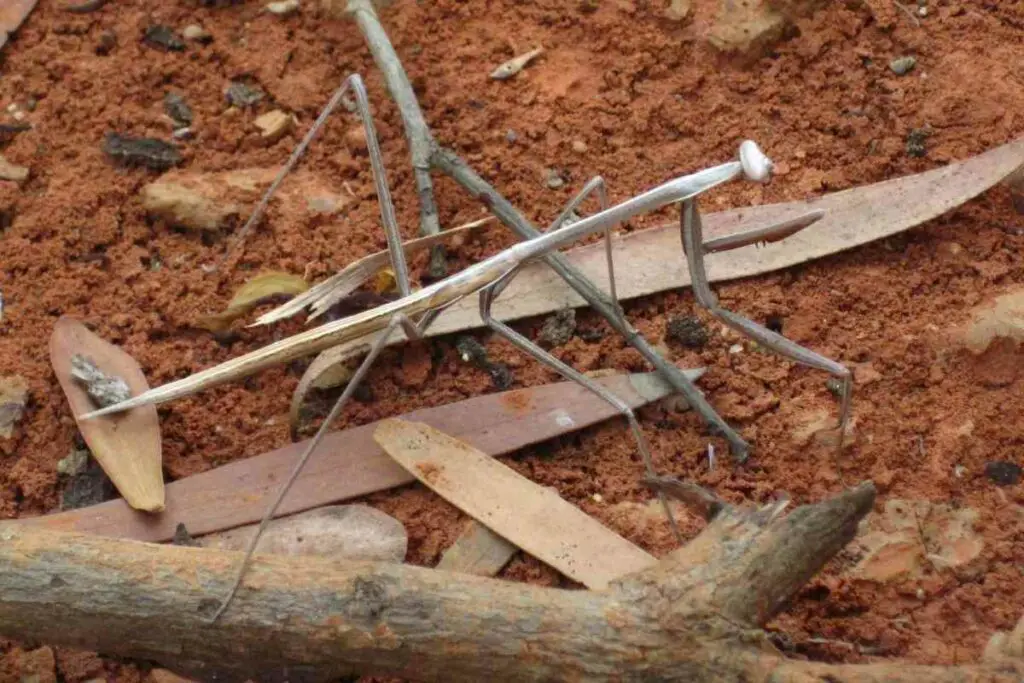 Stick insects drink water explained