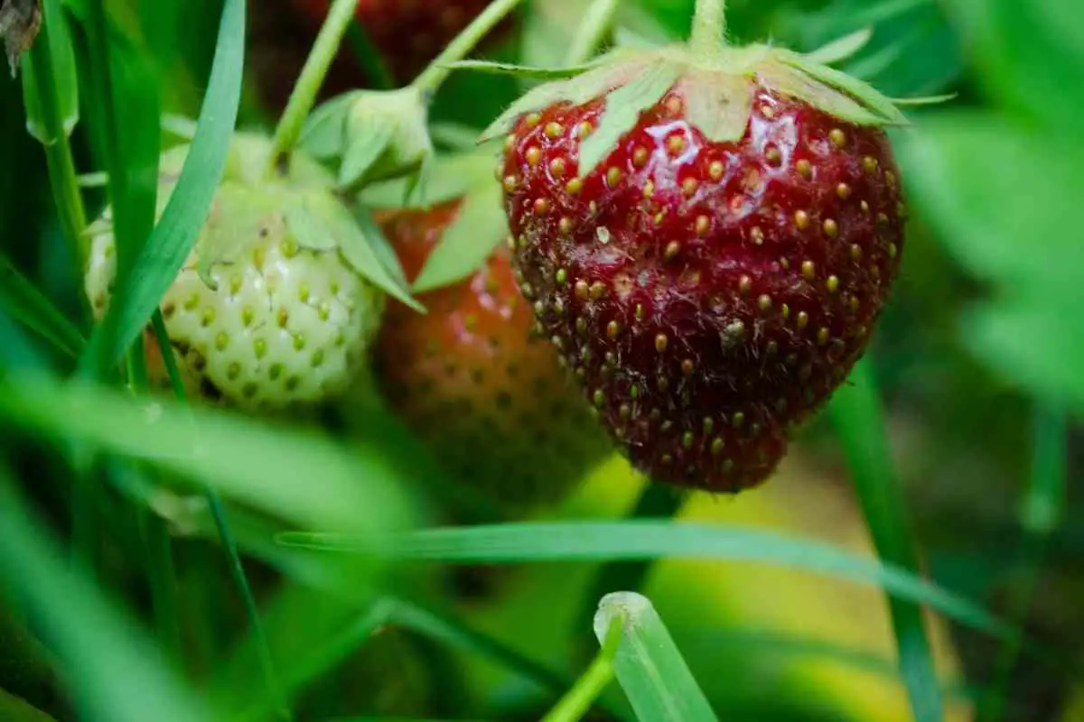 How To Get Rid of Strawberry Bugs?