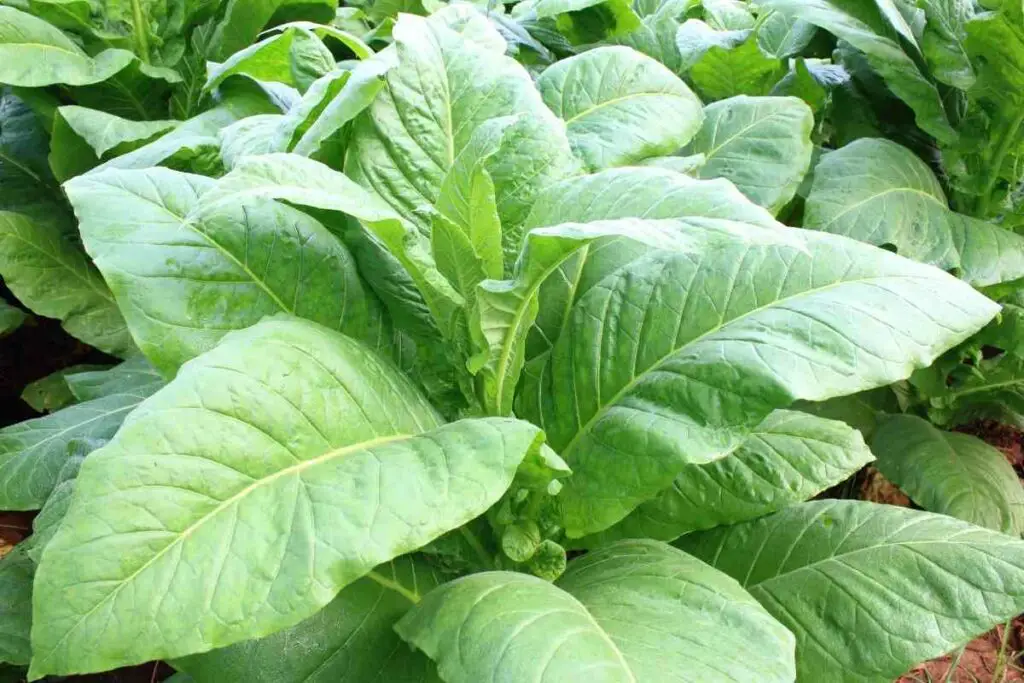 Flowering tobacco plants pull hornworms away