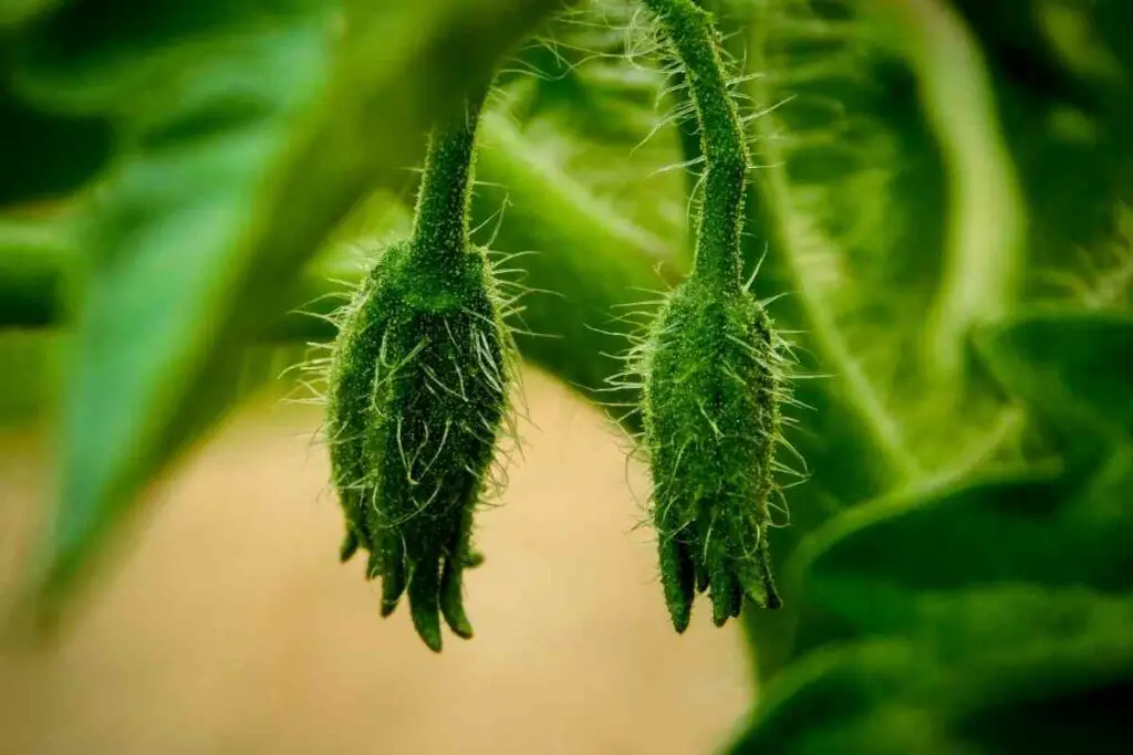 Tomato big bud disease