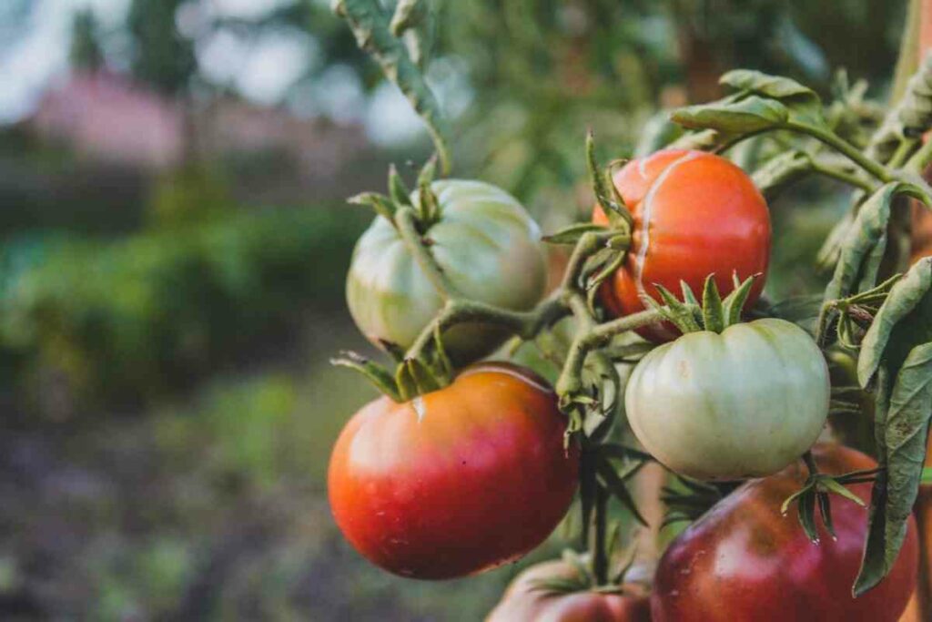 Tomato disease spread prevention