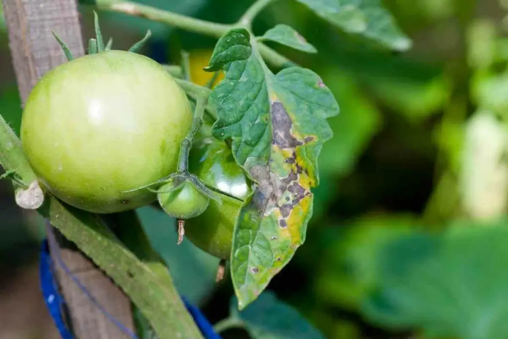 Tomato diseases full guide