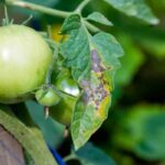 Tomato diseases full guide