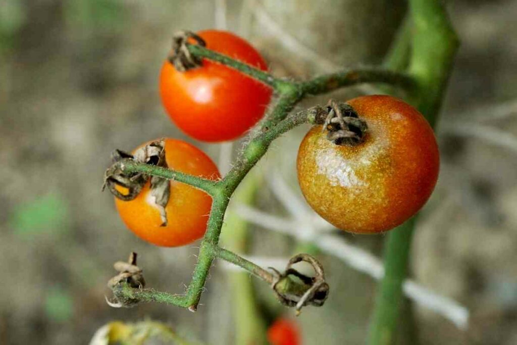 Tomato diseases problems solution