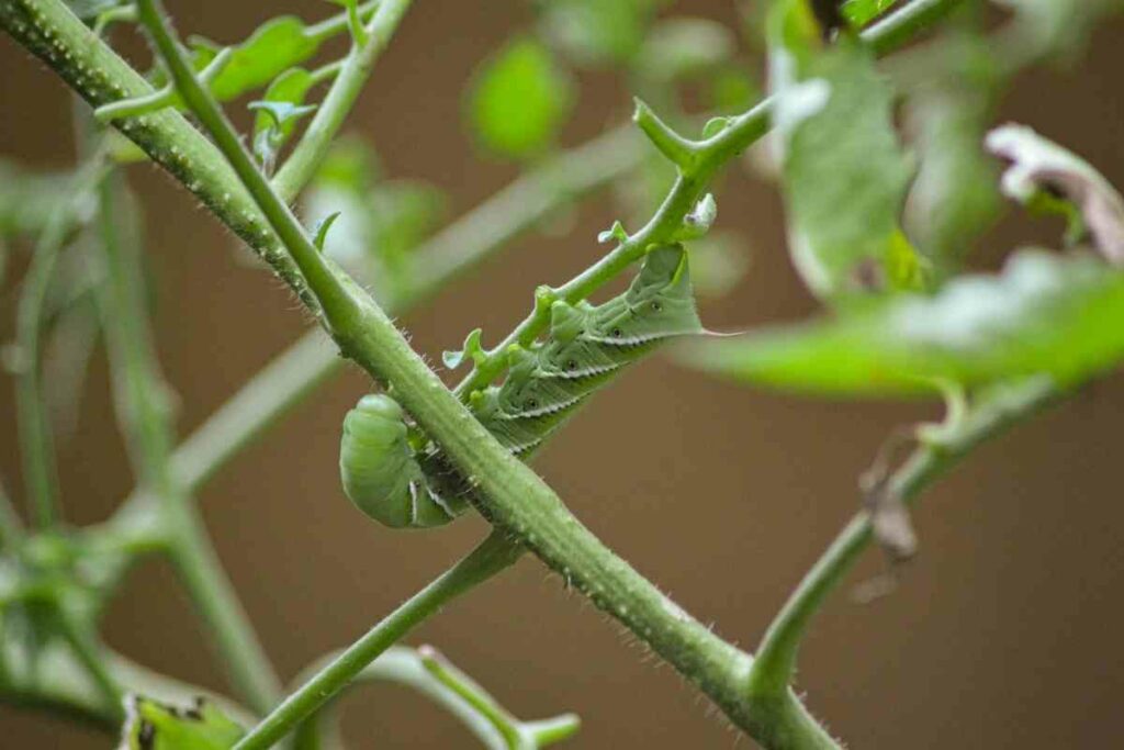 Tomato hornworm danger garden