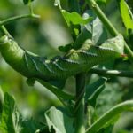 Tomato hornworms complete guide