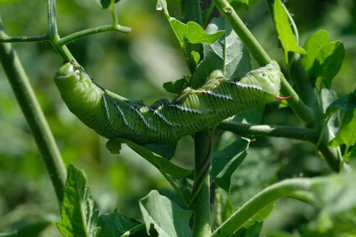 Tomato Hornworm Complete Guide (Are They a Danger to Our Gardens?)